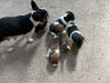 Minature Jack Russel Puppies for dale 3