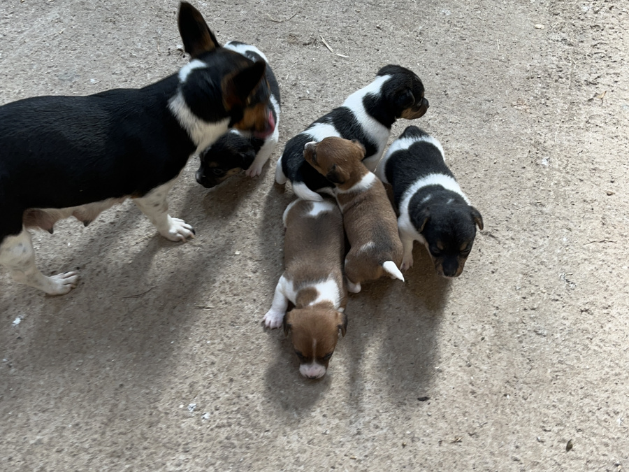 Minature Jack Russel Puppies for dale 3