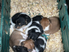 Minature Jack Russel Puppies for dale 4