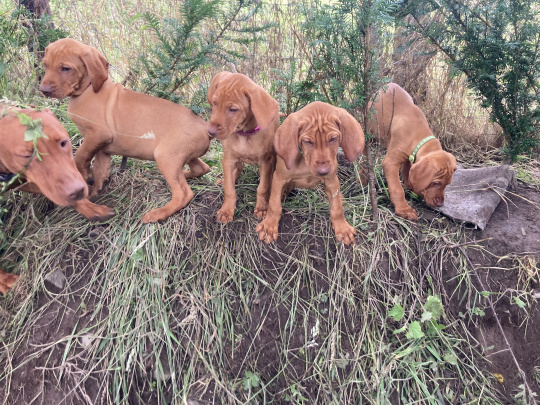 Vizsla ikc registered pups