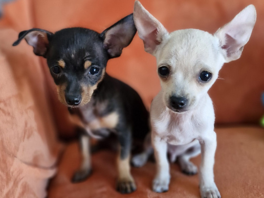 Adorable Chihuahua Fully vaccinated