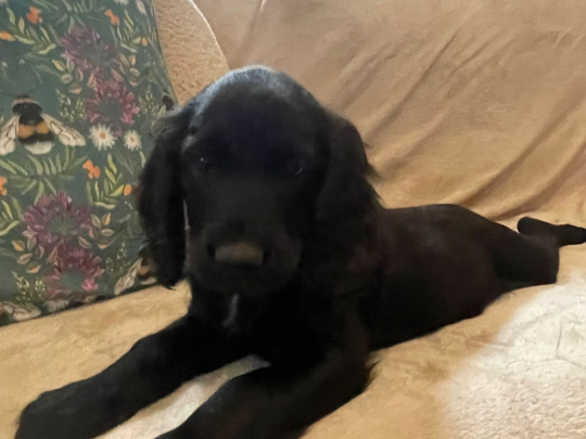 Irish setter x Cocker puppies