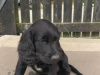 Irish setter x Cocker puppies 2