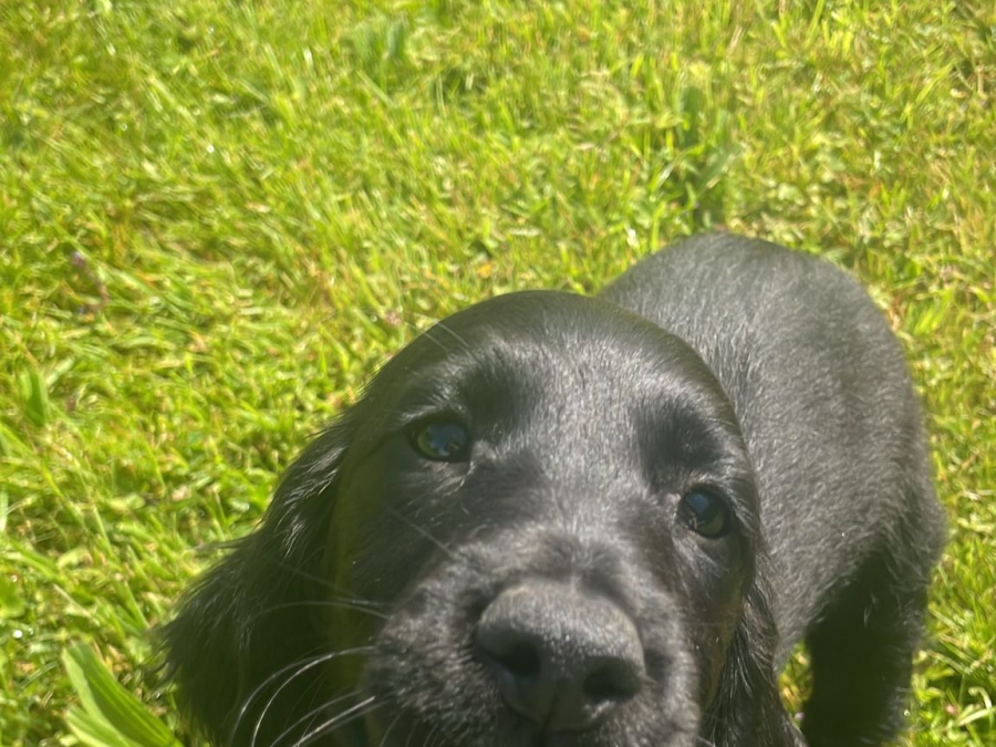 Irish setter x Cocker puppies 4