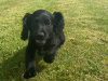 Irish setter x Cocker puppies 5