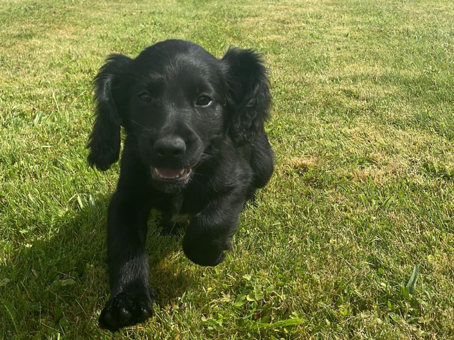 Irish setter x Cocker puppies 5