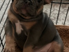 fluffy and pure breed french bulldog puppies 1