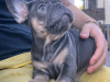 fluffy and pure breed french bulldog puppies 2