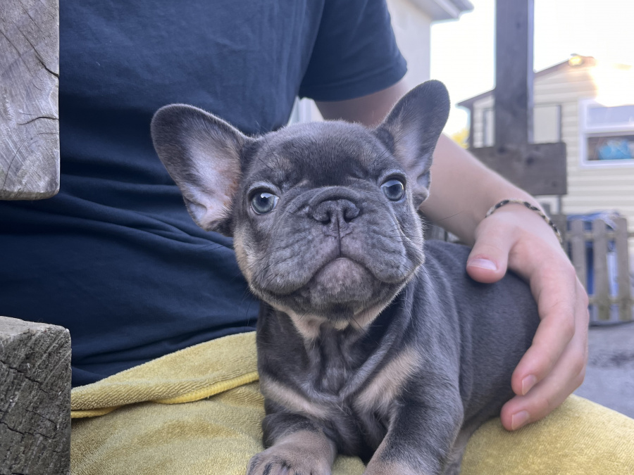 fluffy and pure breed french bulldog puppies 3