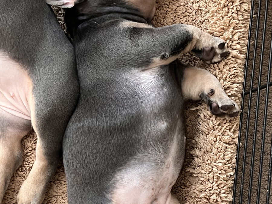 fluffy and pure breed french bulldog puppies 4