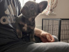 fluffy and pure breed french bulldog puppies 5