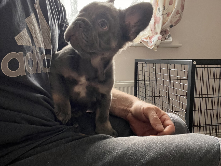 fluffy and pure breed french bulldog puppies 5