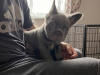 fluffy and pure breed french bulldog puppies 6