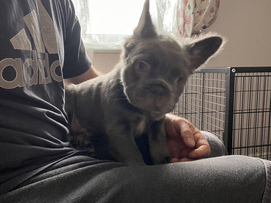 fluffy and pure breed french bulldog puppies 6