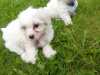 Maltese Puppys 2