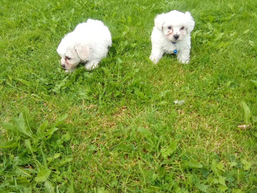 Maltese Puppys 4