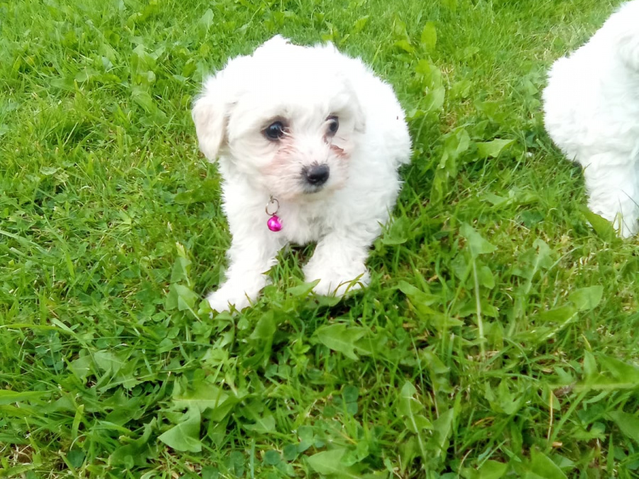 Maltese Puppys 1