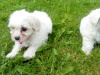 Maltese Puppys 3