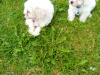 Maltese Puppys 5