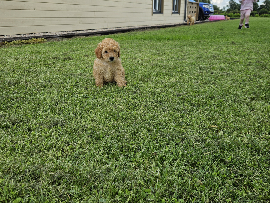Stunning Toy Poodle puppies 1