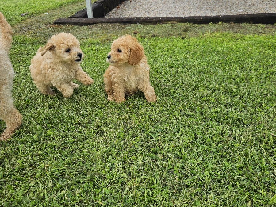 Stunning Toy Poodle puppies 2