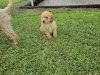 Stunning Toy Poodle puppies 3