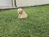 Stunning Toy Poodle puppies 4