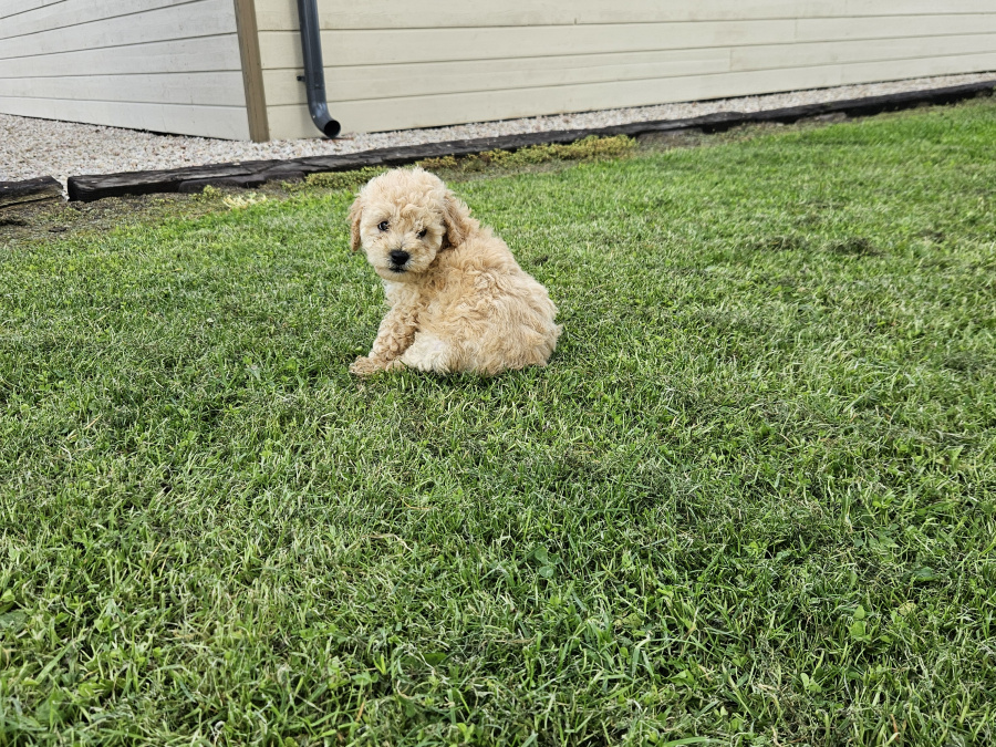 Stunning Toy Poodle puppies 4