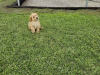Stunning Toy Poodle puppies 5