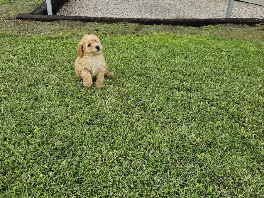 Stunning Toy Poodle puppies 5