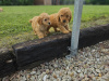 Stunning Toy Poodle puppies 7