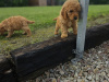 Stunning Toy Poodle puppies 6