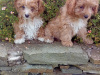 Pups for sale 2
