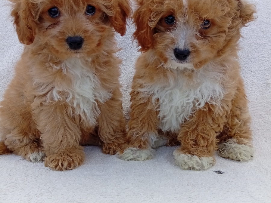 Pups for sale 3