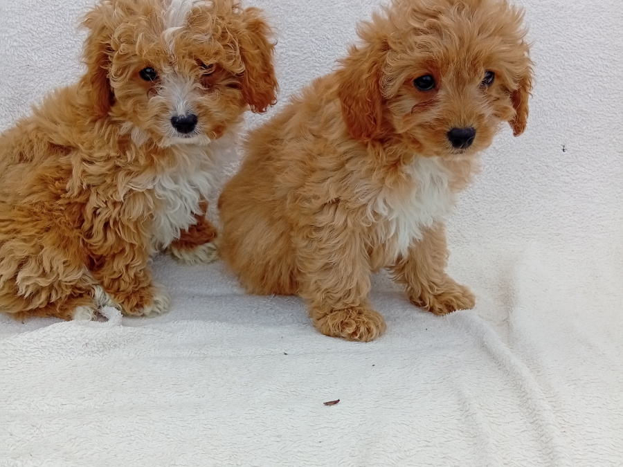 Pups for sale 4