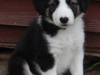 Border collie puppies 3