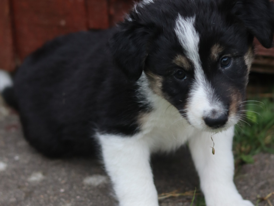 Border collie puppies 5