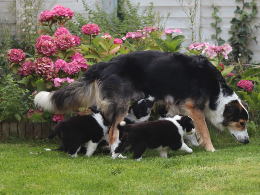 Border collie puppies 9