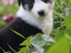 Border collie puppies 8