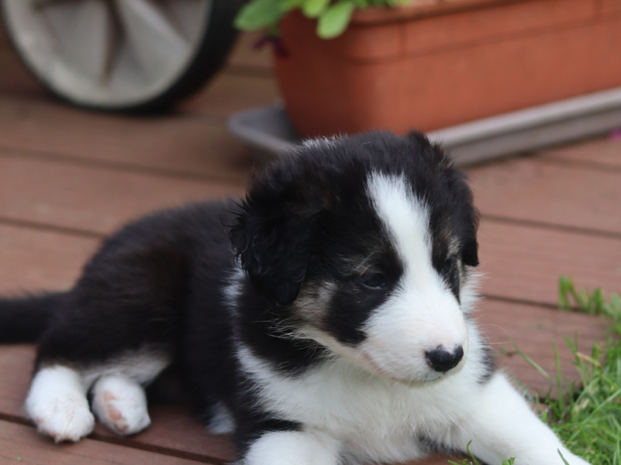 Border collie puppies 4