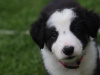 Border collie puppies 1