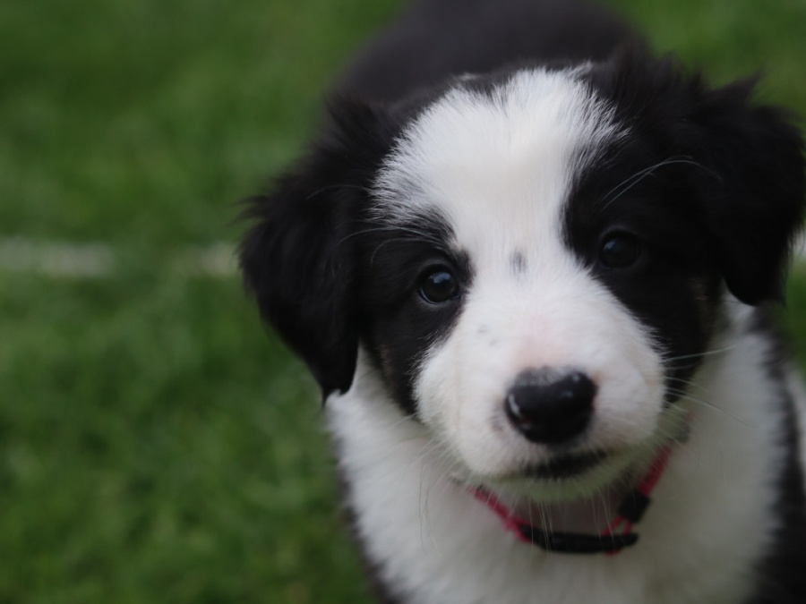 Border collie puppies 1
