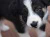 Border collie puppies 2