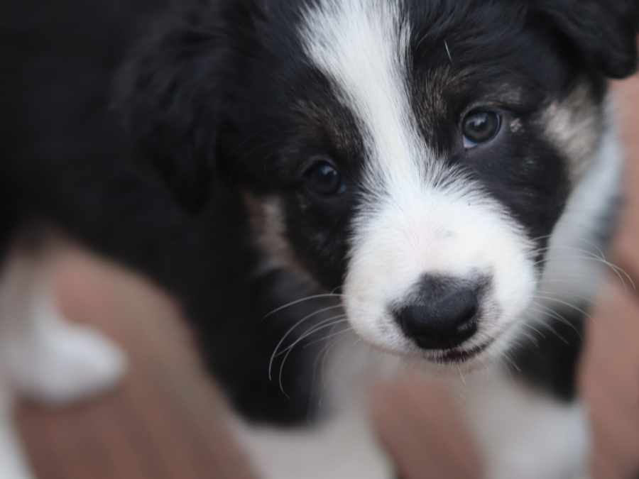 Border collie puppies 2