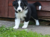 Border collie puppies 6