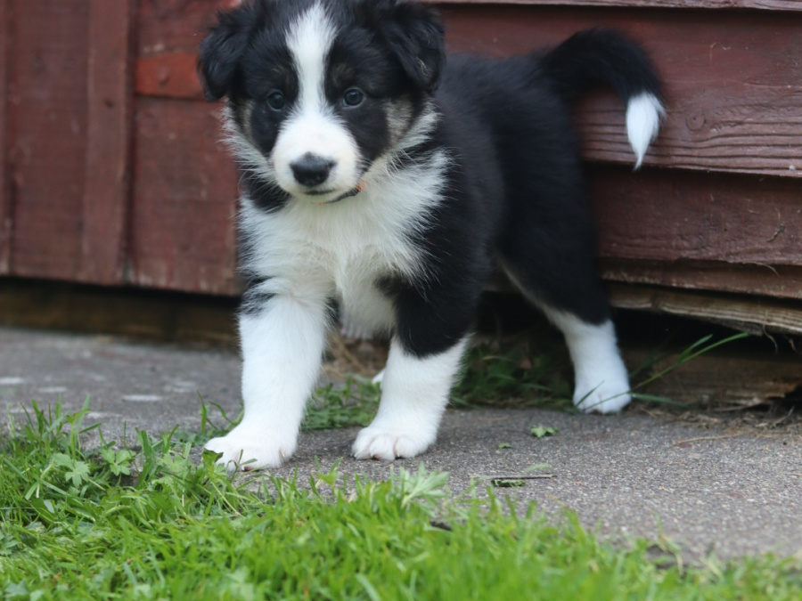 Border collie puppies 6