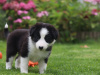 Border collie puppies 7