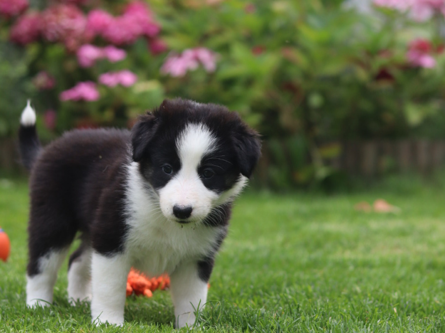 Border collie puppies 7