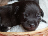 Jack Russell pups 1