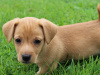 Jack Russell pups 2